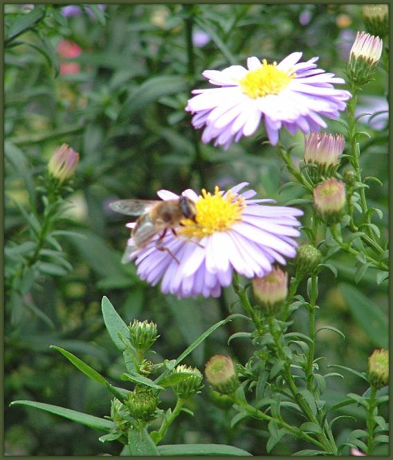 BeeonFlower