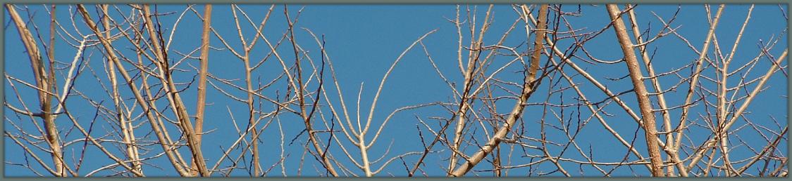 BareTreeBranches